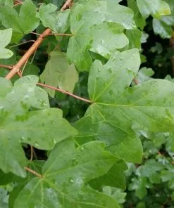 Future Forests Acer Campestre - Field Maple