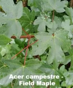 Future Forests Neat Natural Hedge Mix