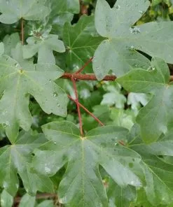 Future Forests Acer Campestre - Field Maple