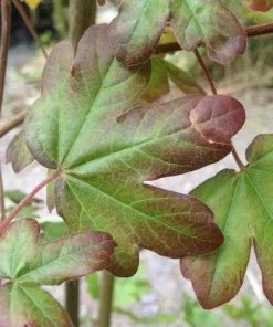 Future Forests Trees Acer Campestre Red Shine 7 Future Forests Trees Acer Campestre Red Shine