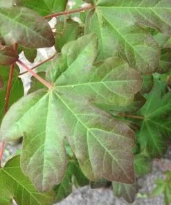 Future Forests Trees Acer Campestre Red Shine