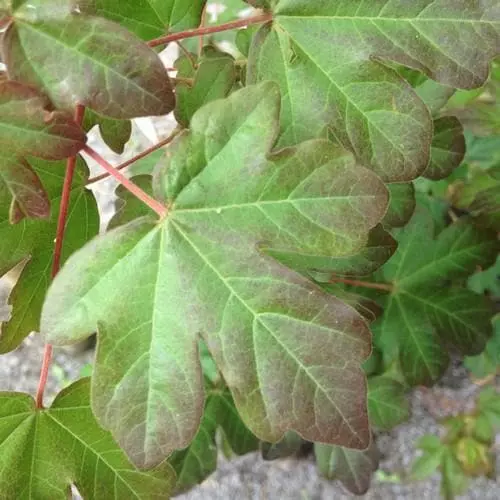 Future Forests Trees Acer Campestre Red Shine 4 Future Forests Trees Acer Campestre Red Shine