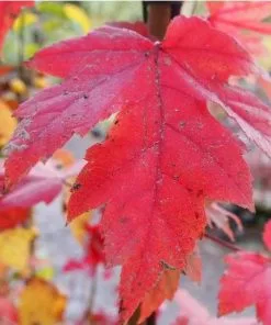 Future Forests Trees Acer X Freemanii Autumn Blaze