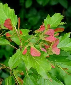 Future Forests Trees Acer Ginnala - Amur Maple