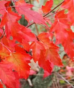 Future Forests Trees Acer Ginnala - Amur Maple