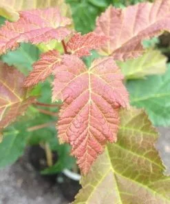 Future Forests Trees Acer Ginnala - Amur Maple