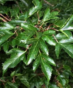 Future Forests Trees Acer Ginnala - Amur Maple