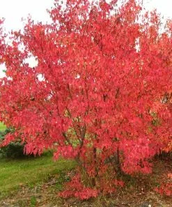 Future Forests Trees Acer Ginnala - Amur Maple