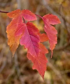 Future Forests Trees Acer Ginnala - Amur Maple