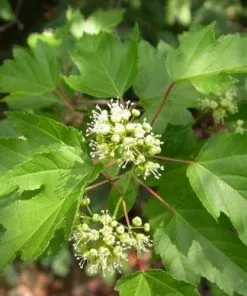 Future Forests Trees Acer Ginnala - Amur Maple