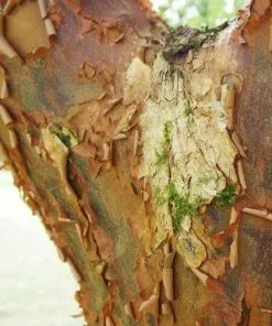 Future Forests Acer Griseum - Paperbark Maple Trees