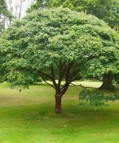 Future Forests Acer Griseum - Paperbark Maple Trees