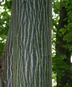 Future Forests Acer Grosseri Var. Hersii - Snakebark Maple