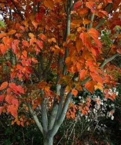 Future Forests Acer Grosseri Var. Hersii - Snakebark Maple