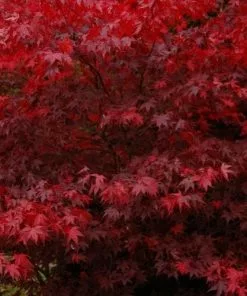 Future Forests Acer Palmatum Bloodgood Trees