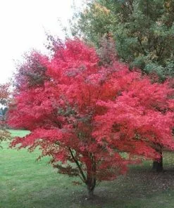 Future Forests Acer Palmatum Atropurpureum