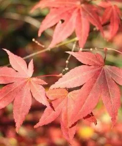 Future Forests Acer Palmatum Atropurpureum