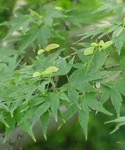 Future Forests Trees Acer Palmatum - Japanese Maple