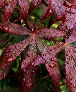 Future Forests Acer Palmatum Bloodgood Trees