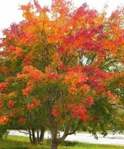 Future Forests Acer Platanoides - Norway Maple Trees