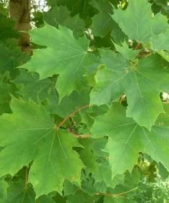 Future Forests Acer Platanoides - Norway Maple Trees