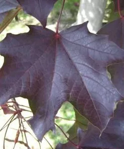 Future Forests Acer Platanoides Royal Red Trees
