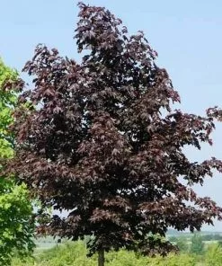 Future Forests Acer Platanoides Royal Red Trees