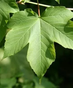 Future Forests Acer Pseudoplatanus - Sycamore