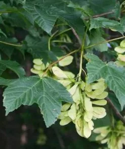 Future Forests Acer Pseudoplatanus - Sycamore