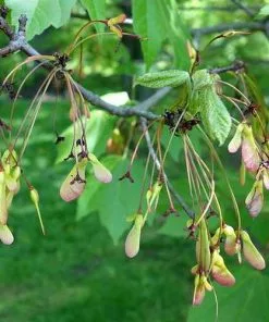 Future Forests Acer Rubrum - Canadian Maple