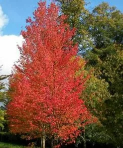 Future Forests Acer Rubrum - Canadian Maple