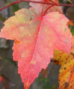 Future Forests Acer Rubrum Fairview Flame