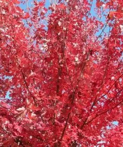 Future Forests Acer Rubrum Fairview Flame