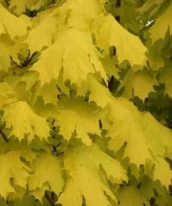 Future Forests Acer Platanoides Princeton Gold