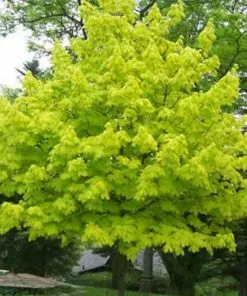 Future Forests Acer Platanoides Princeton Gold
