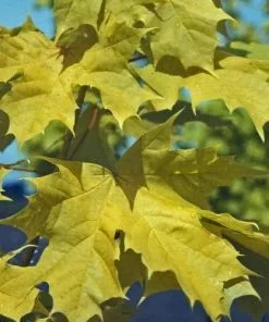 Future Forests Acer Platanoides Princeton Gold