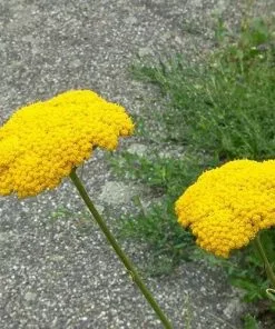 Future Forests Achillea Millefolium Moonshine More