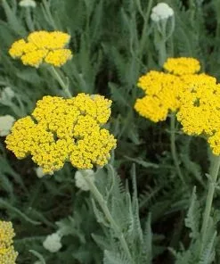 Future Forests Achillea Millefolium Moonshine More