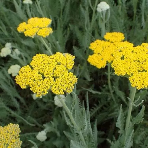 Future Forests Achillea Millefolium Moonshine More 4 Future Forests Achillea Millefolium Moonshine More