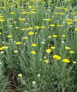 Future Forests Achillea Millefolium Moonshine More 8 Future Forests Achillea Millefolium Moonshine More