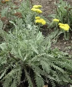 Future Forests Achillea Millefolium Moonshine More 9 Future Forests Achillea Millefolium Moonshine More