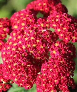 Future Forests Achillea Millefolium Pomegranate