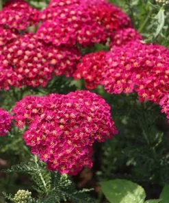Future Forests Achillea Millefolium Pomegranate