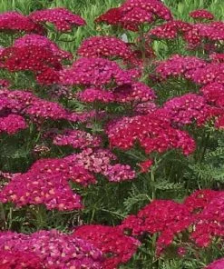 Future Forests Achillea Millefolium Pomegranate 8 Future Forests Achillea Millefolium Pomegranate