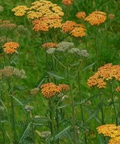 Future Forests More Achillea Millefolium Terracotta