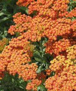Future Forests More Achillea Millefolium Terracotta