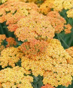 Future Forests More Achillea Millefolium Terracotta