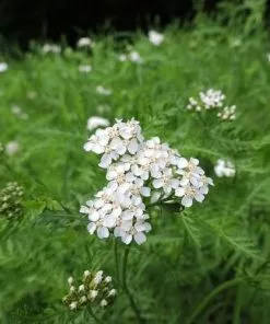 Future Forests More Achillea Millefolium