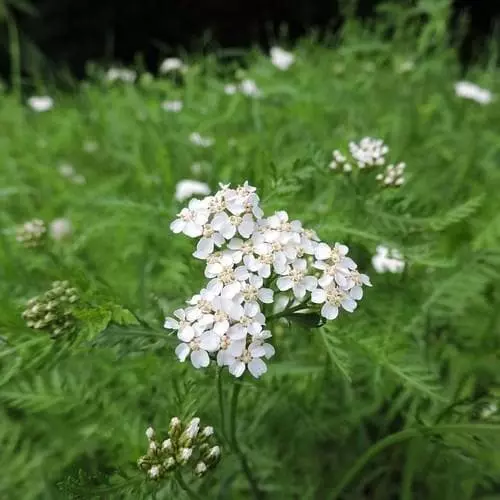 Future Forests More Achillea Millefolium 3 Future Forests More Achillea Millefolium