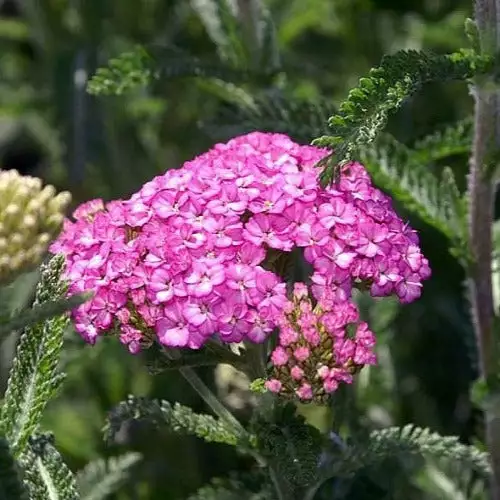 Future Forests More Achillea Millefolium Apple Blossom 3 Future Forests More Achillea Millefolium Apple Blossom